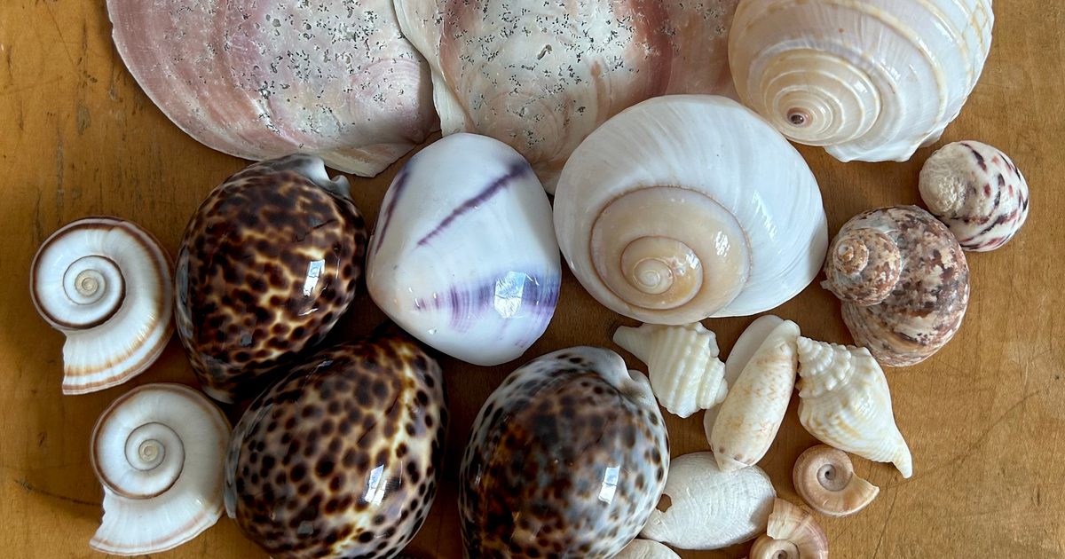 Antique Shell Collection natural Vintage Seashell Collection | Used,… | Noihsaf Bazaar